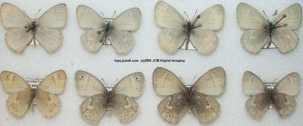 Coenonympha californica (California Ringlet) images