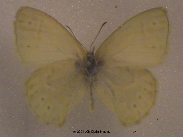 Coenonympha californica (California Ringlet) images