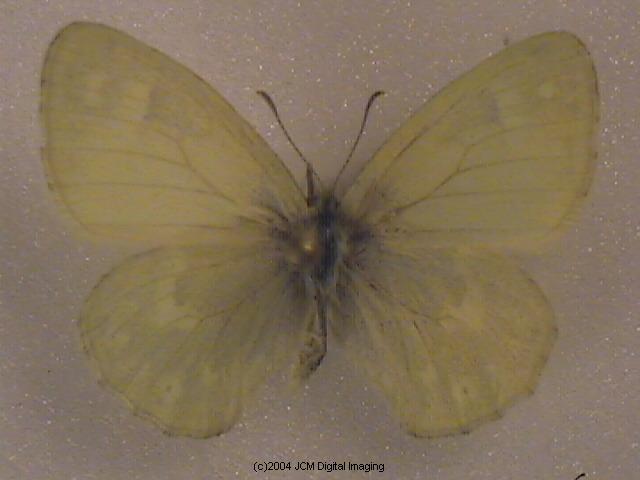 Coenonympha californica (California Ringlet) images