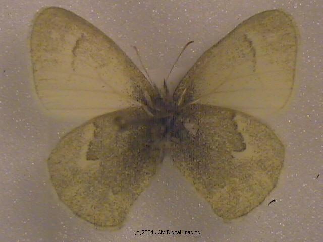 Coenonympha californica (California Ringlet) images