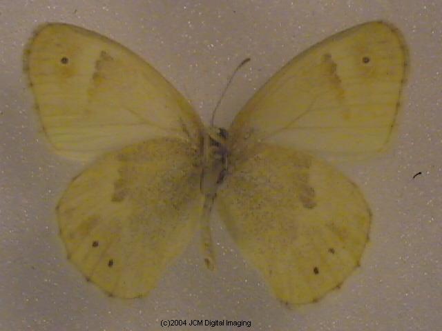Coenonympha californica (California Ringlet) images