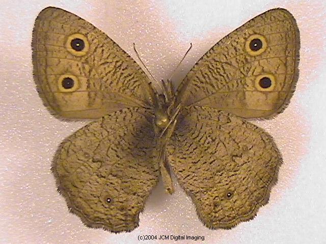 Cercyonis sthenele silvestris (Sylvan Satyr) images