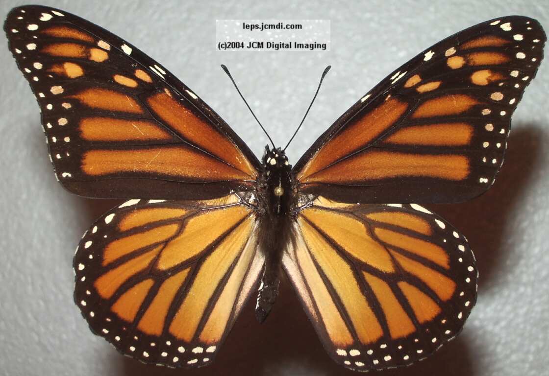 Danaus plexippus (Monarch) Life Cycle image JCMDI.COM 