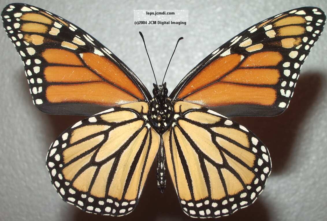 Danaus plexippus (Monarch) Life Cycle image JCMDI.COM 