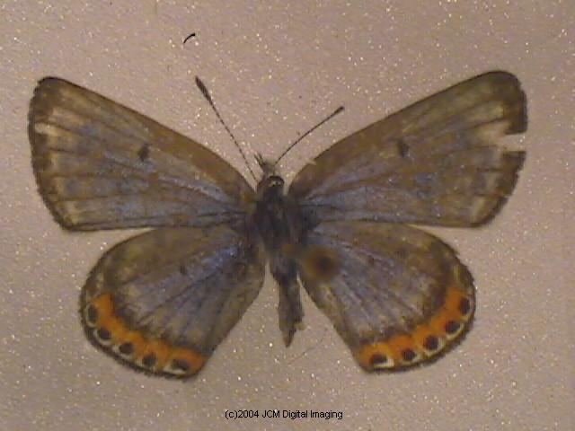 Plebejus acmon (Acmon Blue Butterfly) image