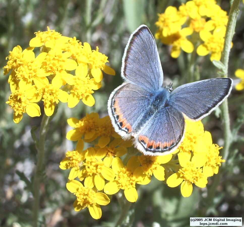 Plebejus acmon (Acmon Blue Butterfly) image