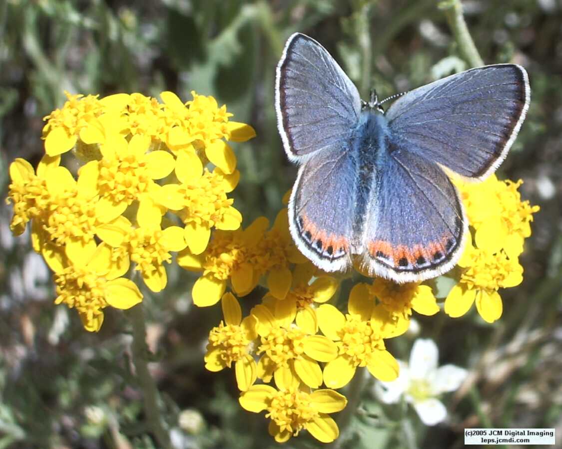 Plebejus acmon (Acmon Blue Butterfly) image