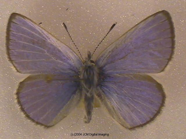 Glaucopsyche lygdamus australis (Southern Blue Butterfly)