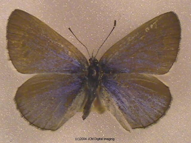 Glaucopsyche lygdamus australis (Southern Blue Butterfly)