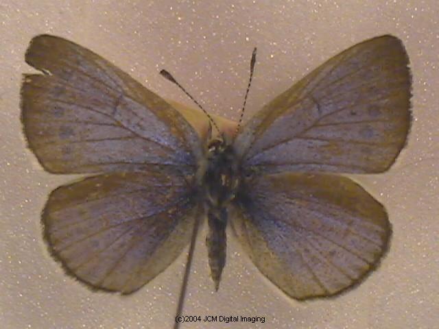 Glaucopsyche lygdamus australis (Southern Blue Butterfly)