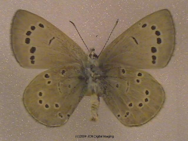 Glaucopsyche lygdamus australis (Southern Blue Butterfly)