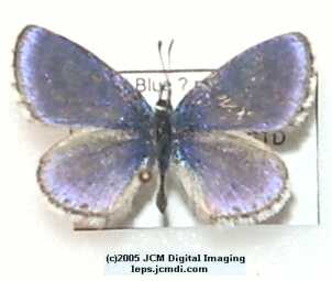 Philotes battoides bernardino (Bernardino Blue butterfly) image