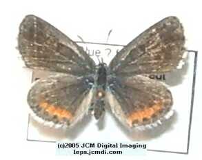 Philotes battoides bernardino (Bernardino Blue butterfly) image