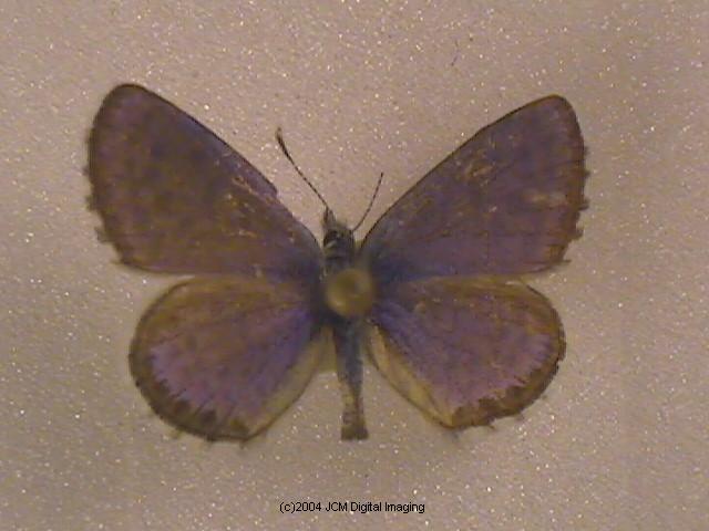 Philotes battoides bernardino (Bernardino Blue butterfly) image
