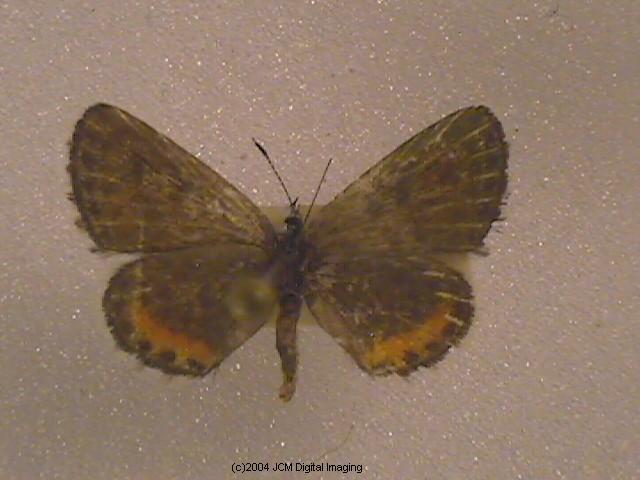 Philotes battoides bernardino (Bernardino Blue butterfly) image