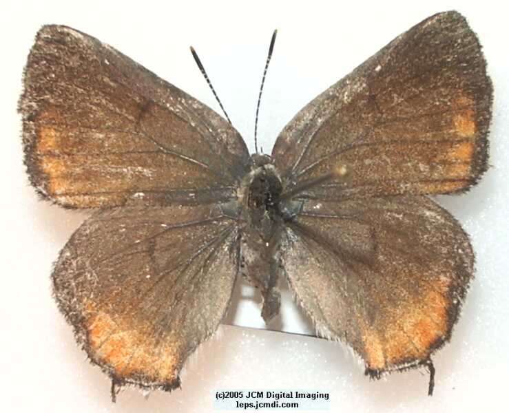 Satyrium californica (California Hairstreak) images