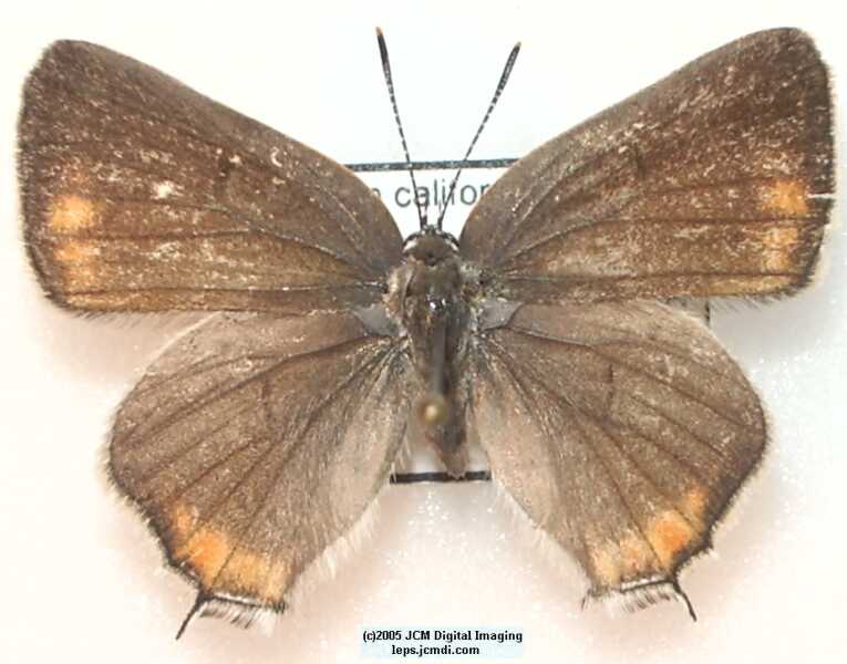 Satyrium californica (California Hairstreak) images