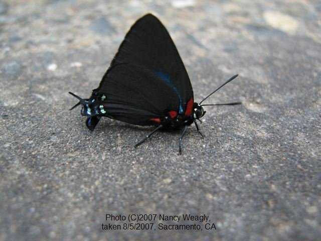 Great Purple Hairstreak Butterfly Life Cycle Image JCMDI.COM