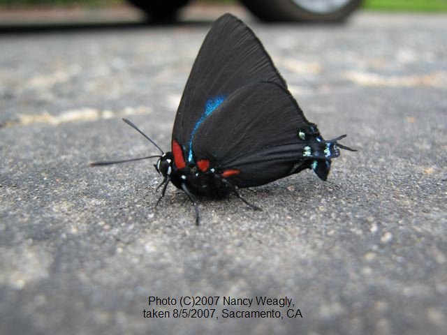 Great Purple Hairstreak Butterfly Life Cycle Image JCMDI.COM