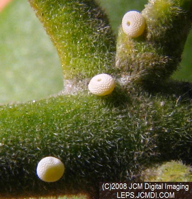 Great Purple Hairstreak Butterfly Life Cycle Image JCMDI.COM