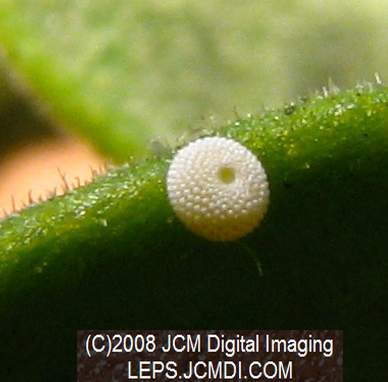Great Purple Hairstreak Butterfly Life Cycle Image JCMDI.COM