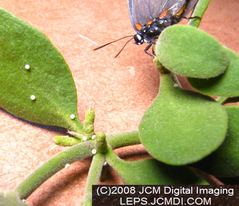Great Purple Hairstreak Butterfly Life Cycle Image JCMDI.COM