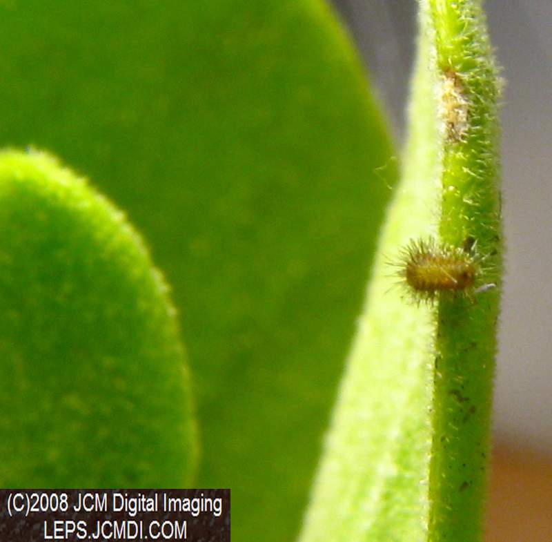 Great Purple Hairstreak Butterfly Life Cycle Image JCMDI.COM