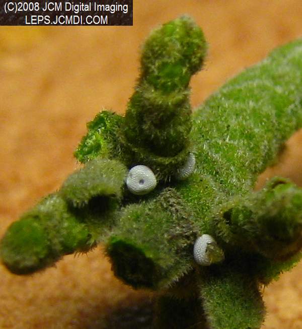Great Purple Hairstreak Butterfly Life Cycle Image JCMDI.COM