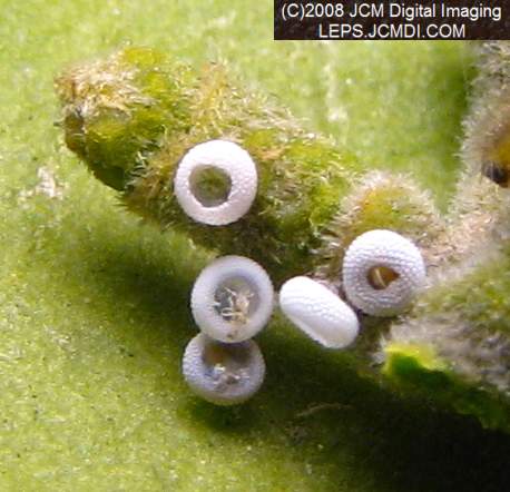 Great Purple Hairstreak Butterfly Life Cycle Image JCMDI.COM