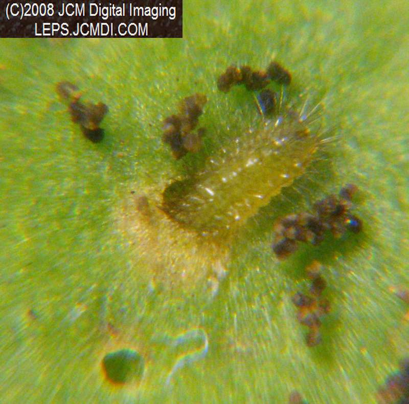 Great Purple Hairstreak Butterfly Life Cycle Image JCMDI.COM