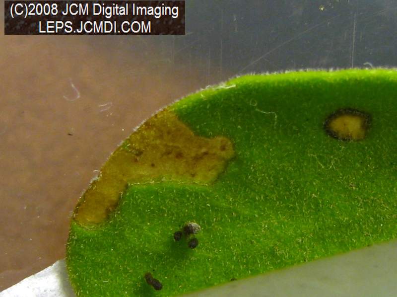 Great Purple Hairstreak Butterfly Life Cycle Image JCMDI.COM
