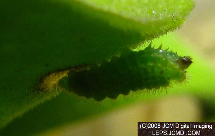 Great Purple Hairstreak Butterfly Life Cycle Image JCMDI.COM