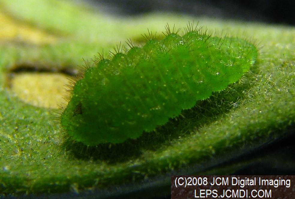 Great Purple Hairstreak Butterfly Life Cycle Image JCMDI.COM