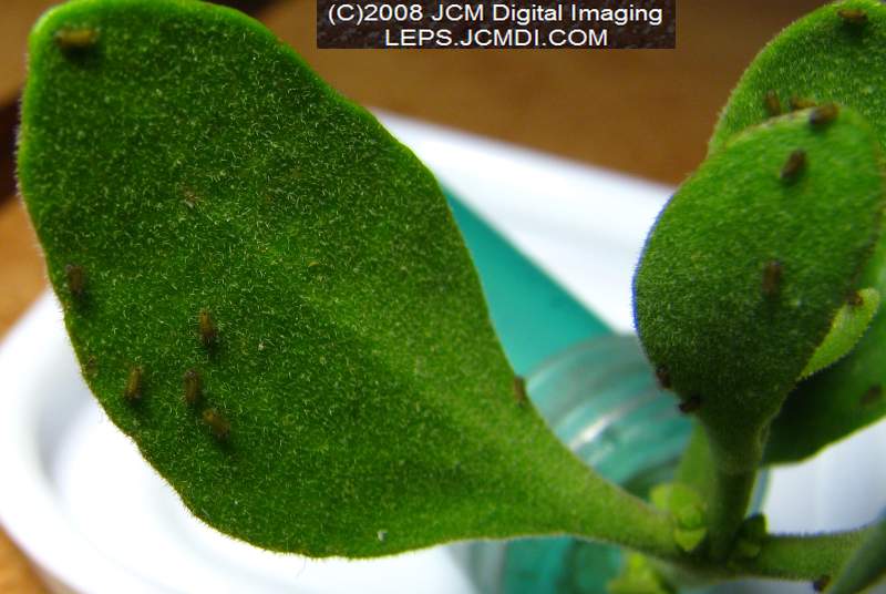 Great Purple Hairstreak Butterfly Life Cycle Image JCMDI.COM