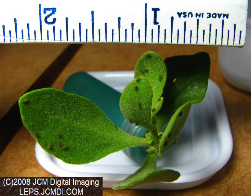 Great Purple Hairstreak Butterfly Life Cycle Image JCMDI.COM
