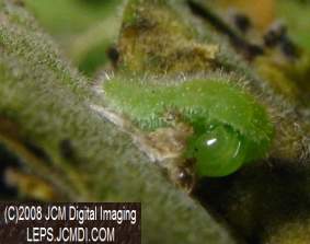 Great Purple Hairstreak Butterfly Life Cycle Image JCMDI.COM