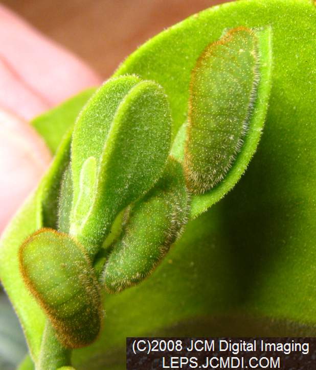 Great Purple Hairstreak Butterfly Life Cycle Image JCMDI.COM