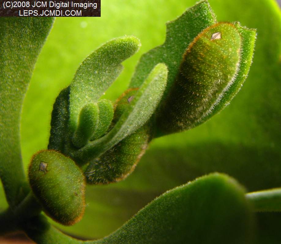 Great Purple Hairstreak Butterfly Life Cycle Image JCMDI.COM