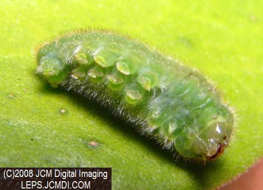 Great Purple Hairstreak Butterfly Life Cycle Image JCMDI.COM