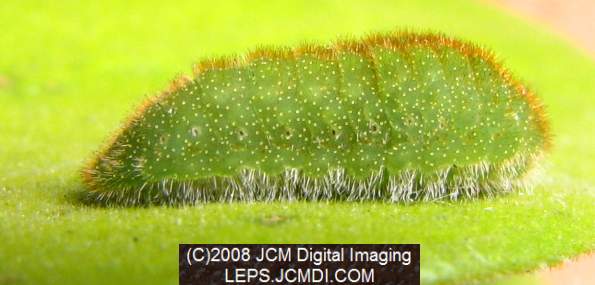 Great Purple Hairstreak Butterfly Life Cycle Image JCMDI.COM