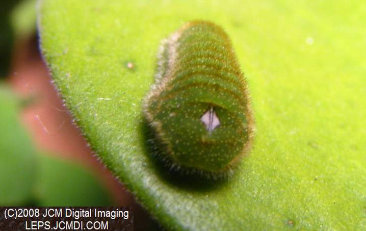 Great Purple Hairstreak Butterfly Life Cycle Image JCMDI.COM