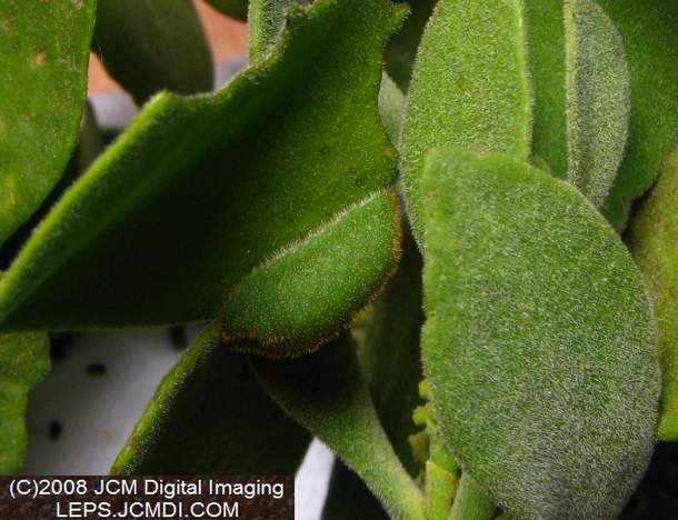 Great Purple Hairstreak Butterfly Life Cycle Image JCMDI.COM