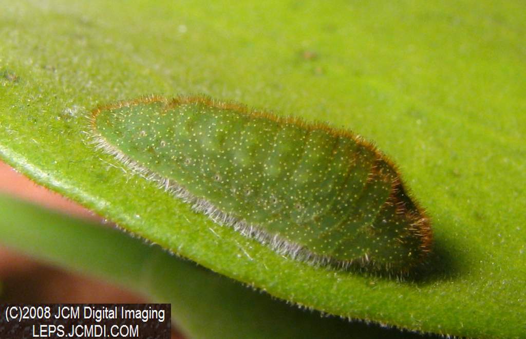 Great Purple Hairstreak Butterfly Life Cycle Image JCMDI.COM