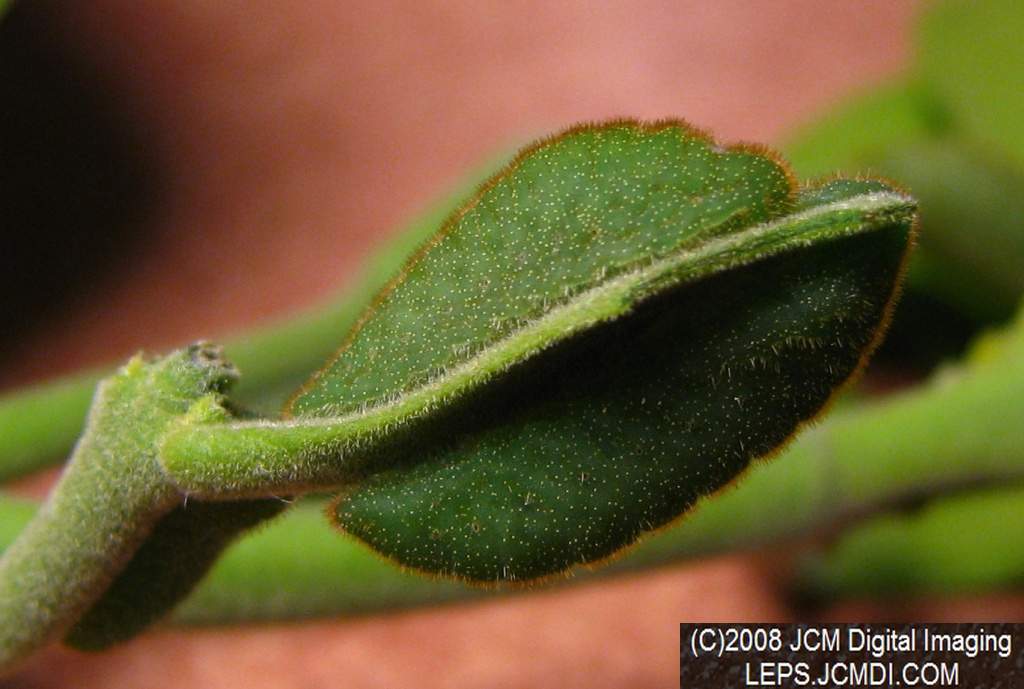 Great Purple Hairstreak Butterfly Life Cycle Image JCMDI.COM