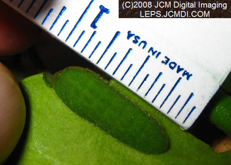 Great Purple Hairstreak Butterfly Life Cycle Image JCMDI.COM