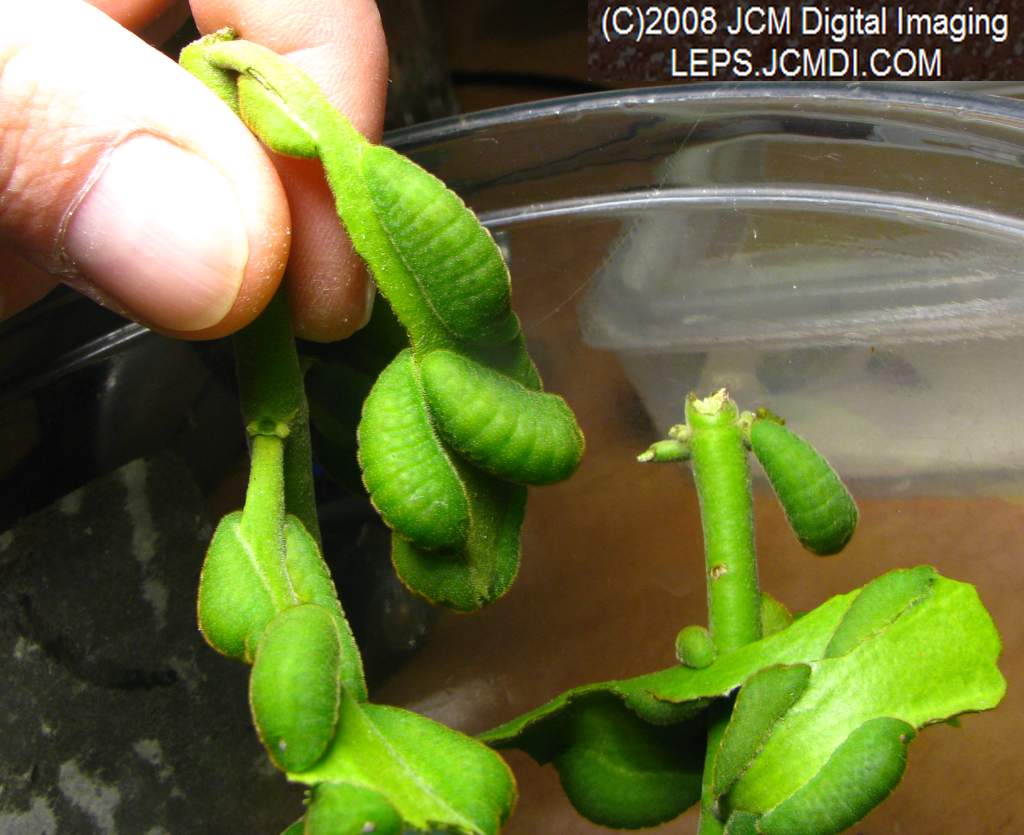 Great Purple Hairstreak Butterfly Life Cycle Image JCMDI.COM