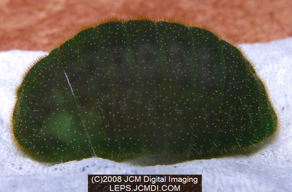 Great Purple Hairstreak Butterfly Life Cycle Image JCMDI.COM
