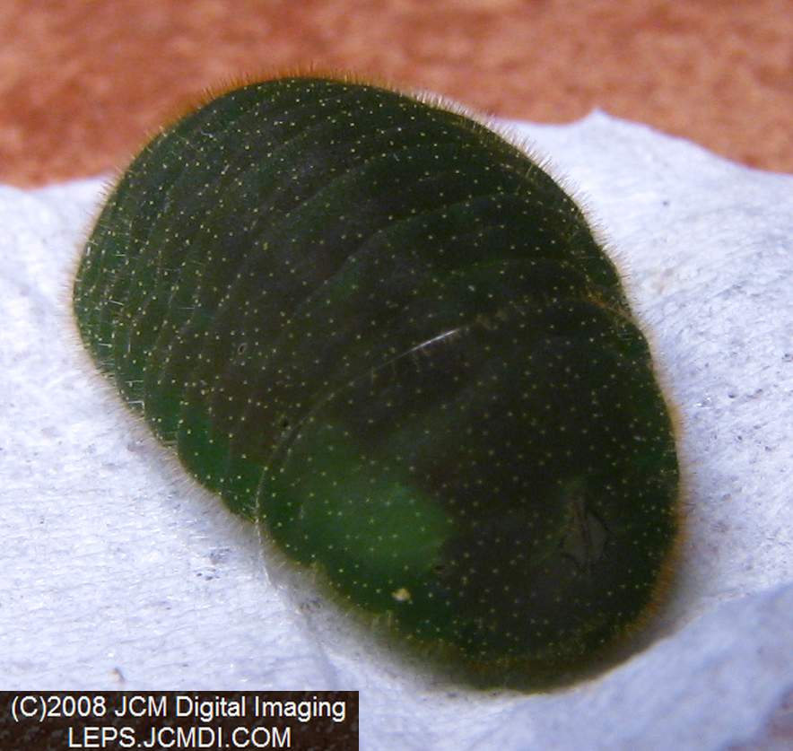 Great Purple Hairstreak Butterfly Life Cycle Image JCMDI.COM