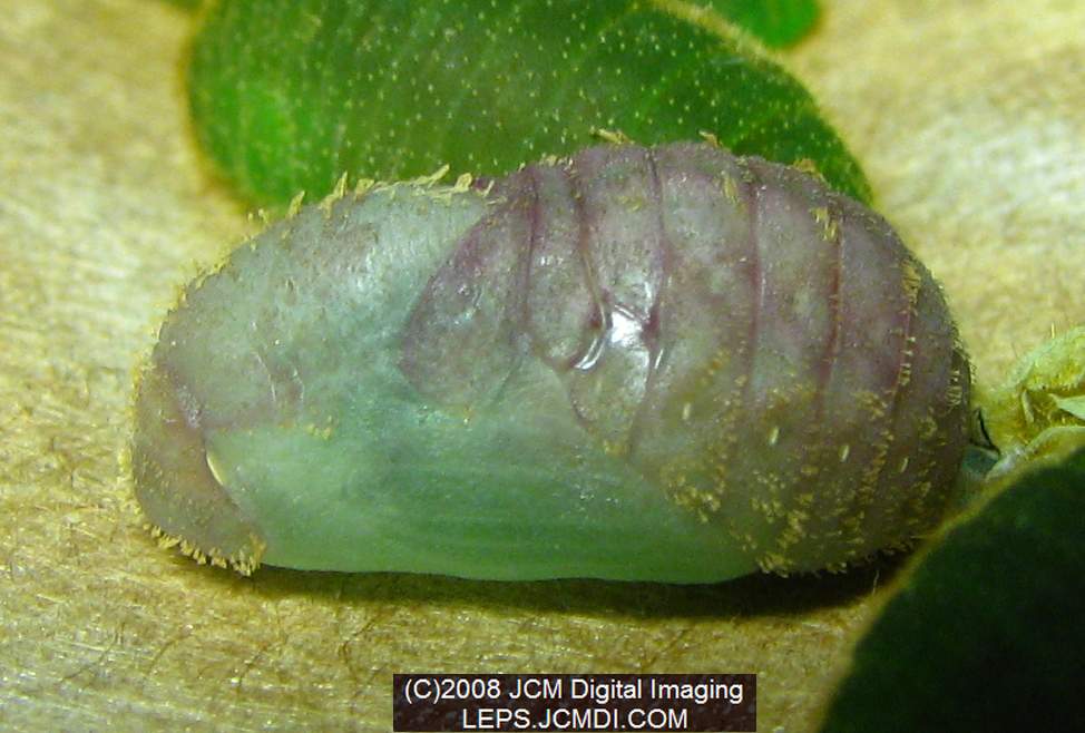 Great Purple Hairstreak Butterfly Life Cycle Image JCMDI.COM