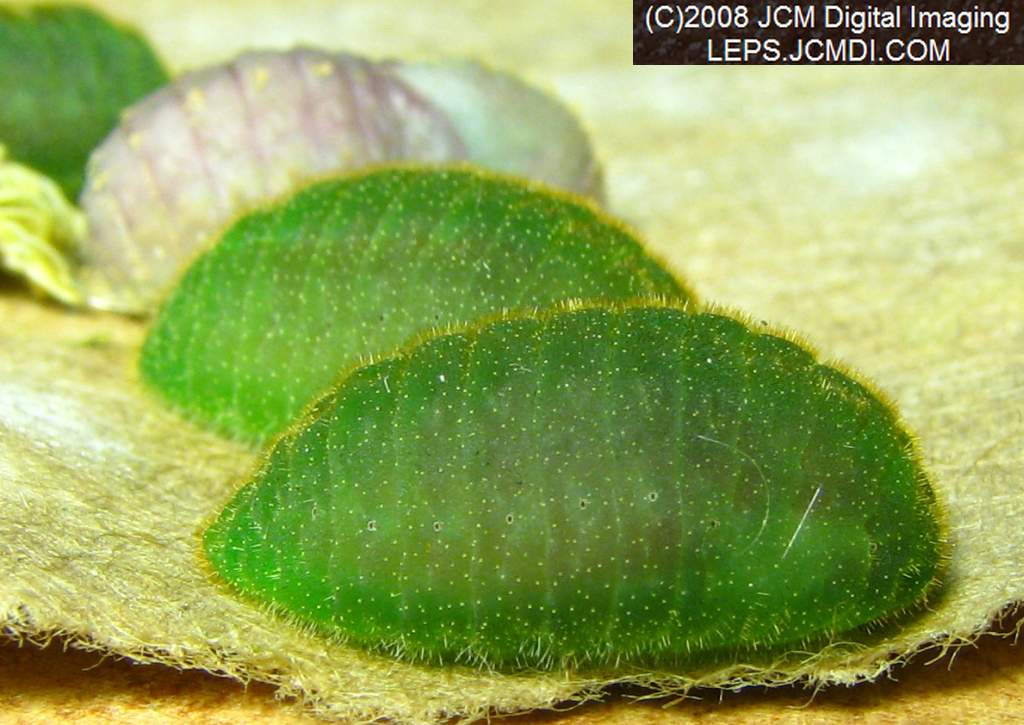 Great Purple Hairstreak Butterfly Life Cycle Image JCMDI.COM